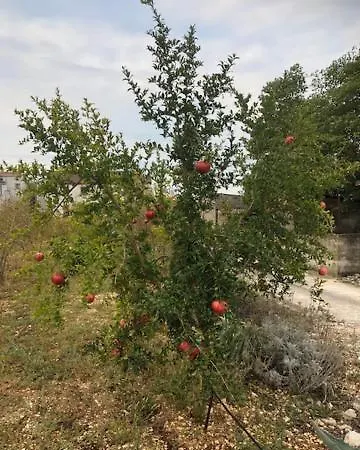 Pippilotta * Stari Grad (Hvar)